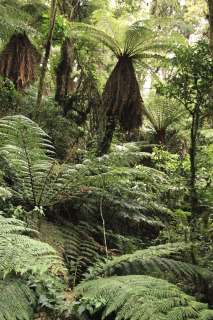 Parc national Amboro