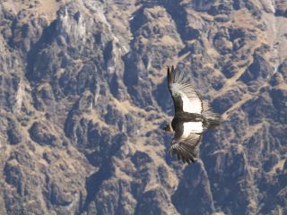 condors at Colca canyon 