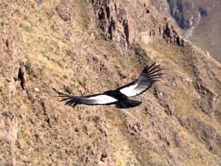 Canyon de Colca, Cruz del Condor and Puno