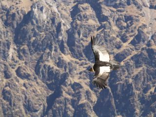 Colca canyon and departure to Puno