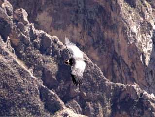Condores en Colca
