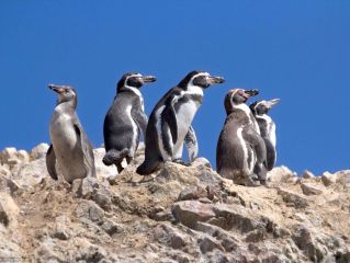 Iles Ballestas - Salut les pingouins