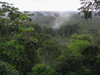 The Amazonia rainforest and its culture