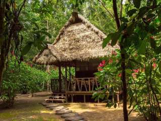 The Amazon jungle (day 1)