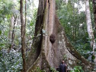 The Amazon Jungle (Day 2)