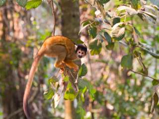 The Amazon Jungle (Day 2)