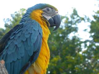 Salvador lake - Macaw clay lick