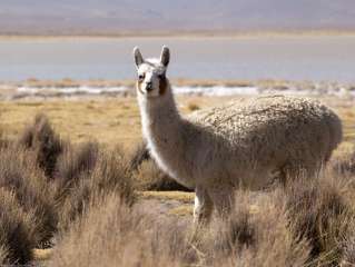 The Colca Canyon