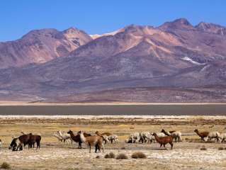 The Colca Canyon
