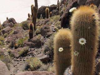 Le merveilleux Salar d'Uyuni