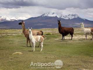 Le parc national de Sajama