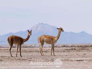 The beauties of the South Lipez