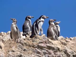 The Ballestas Islands and the Oasis of Huacachina