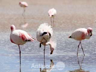 The lagoons of North Lipez