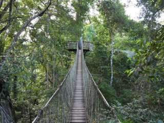 Visit the Canopy: Taricaya