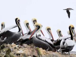 Visit the Ballestas islands and trip to Nasca.