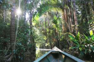 Excursión en la jungla tropical: El parque nacional del Manu.