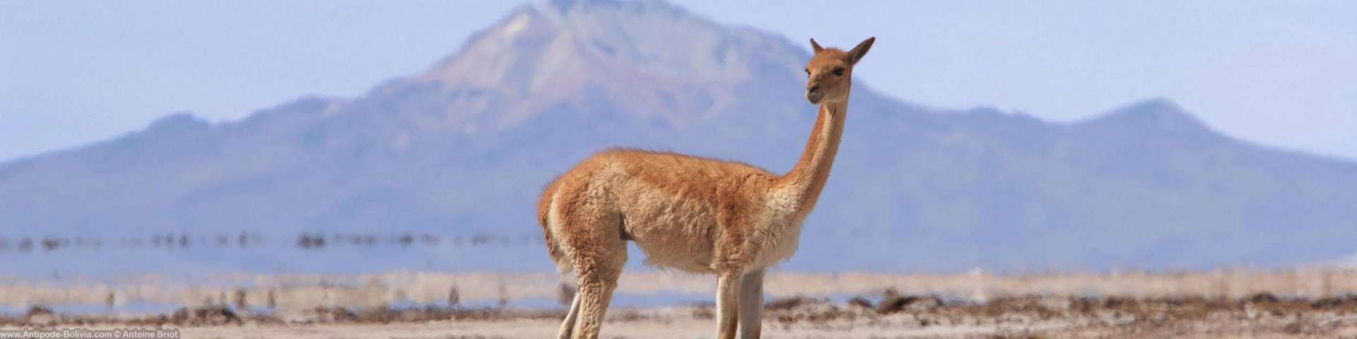 Secrets de Bolivie