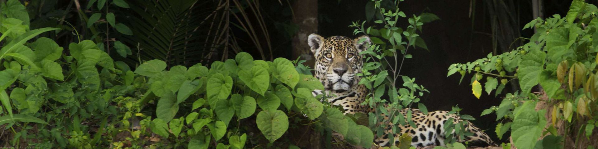 Peruvian jungle